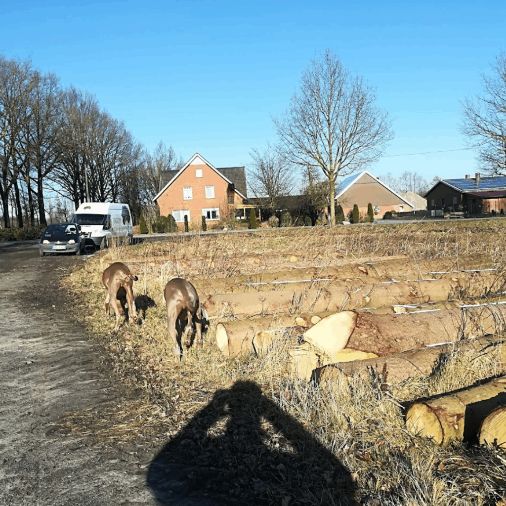 B.O.O.M. boom-, bos- en landschapsverzorging